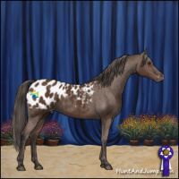 Horse Color:Bay Appaloosa