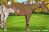 Horse Color:Chocolate Palomino Tobiano Appaloosa Rabicano 