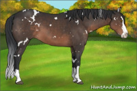 Horse Color:White Spotted Brown Splash 