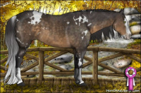 Horse Color:White Spotted Buckskin Splash 
