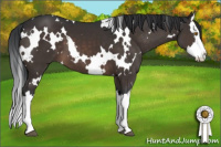Horse Color:White Spotted Brown Splash 