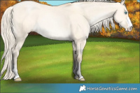 Horse Color:Palomino Pearl Dun 