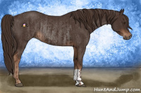 Horse Color:Liver Chestnut  and Liver Chestnut Rabicano 