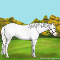 Horse Color:Silver Bay Varnish 