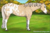 Horse Color:Palomino Dun Splash Appaloosa 