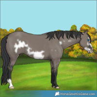 Horse Color:Grullo Frame