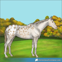 Horse Color:Classic Cream Champagne Appaloosa 