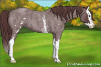 Horse Color:White Spotted Chocolate Blue Roan Splash 