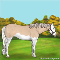 Horse Color:Silver Bay Dun Splash 