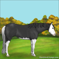 Horse Color:Black Splash