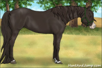 Horse Color:Liver Chestnut Splash 