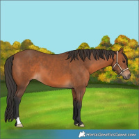 Horse Color:Bay 