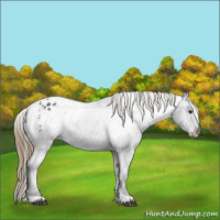 Horse Color:Smoky Black Appaloosa 