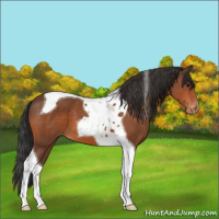 Horse Color:Bay Tobiano Appaloosa 