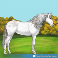 Horse Color:White Spotted Classic Champagne Appaloosa 