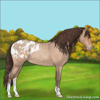 Horse Color:Sable Champagne Roan Appaloosa 
