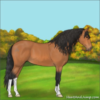 Horse Color:Bay 