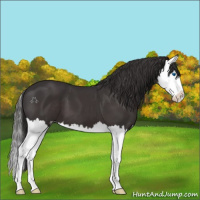 Horse Color:Smoky Black Splash 