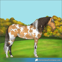 Horse Color:White Spotted Buckskin 