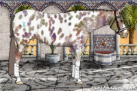 Horse Color:Nacre Liver Chestnut Ice Appaloosa