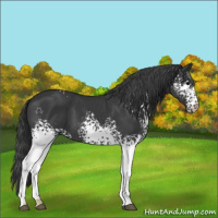 Horse Color:White Spotted Black 
