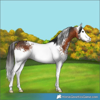 Horse Color:White Spotted Brown 