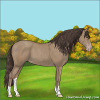 Horse Color:Classic Champagne 