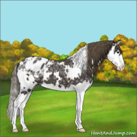 Horse Color:White Spotted Smoky Black Ice Splash Appaloosa 