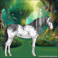 Horse Color:White Spotted Black Ice 