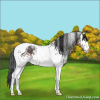 Horse Color:White Spotted Brown Tobiano 
