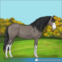 Horse Color:White Spotted Grullo 