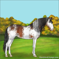 Horse Color:White Spotted Brown 