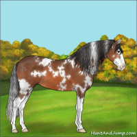 Horse Color:White Spotted Bay Splash 