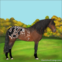 Horse Color:Brown Appaloosa 