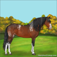 Horse Color:White Spotted Bay Tobiano 