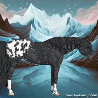 Horse Color:Black Appaloosa 