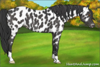 Horse Color:Black Appaloosa 