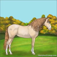 Horse Color:Buckskin Pearl Sabino Rabicano 
