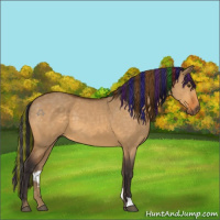 Horse Color:Painted Buckskin Dun 