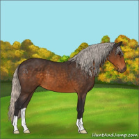 Horse Color:Silver Buckskin 
