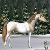 Horse Color:Red Dun Pearl Tobiano Appaloosa
