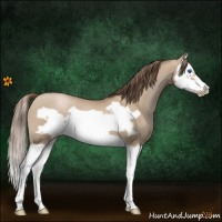 Horse Color:Grullo Pearl Splash Frame 