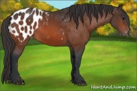 Horse Color:Bay Appaloosa 