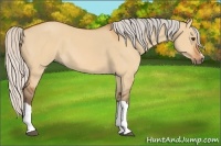 Horse Color:Silver Bay Dun 