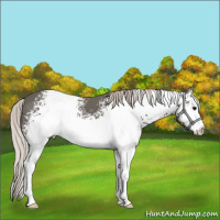 Horse Color:White Spotted Silver Black 
