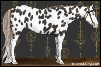 Horse Color:Liver Chestnut Sabino Splash Leopard