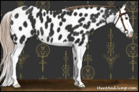 Horse Color:Liver Chestnut Sabino Splash Near Leopard 