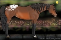Horse Color:Bay Appaloosa 