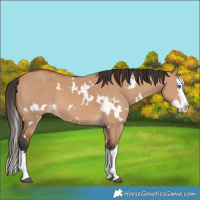 Horse Color:White Spotted Bay Dun Splash 