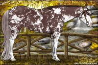 Horse Color:Chocolate Black Sabino